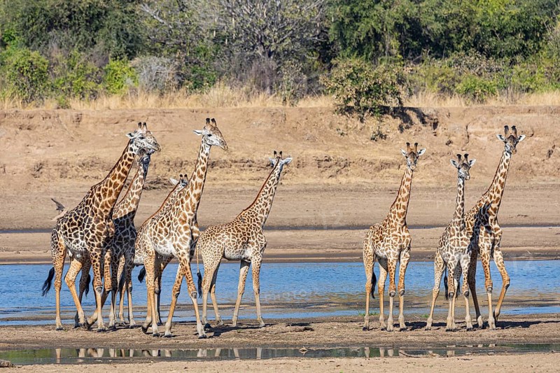 Thornicroft's Giraffe (Giraffa camelopardalis thornicrofti) crossing Luangwa River Zambia August