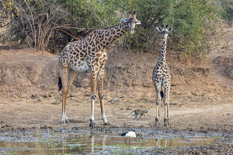 Thornicroft's Giraffe (Giraffa camelopardalis thornicrofti) lungwa River valley Zamia August