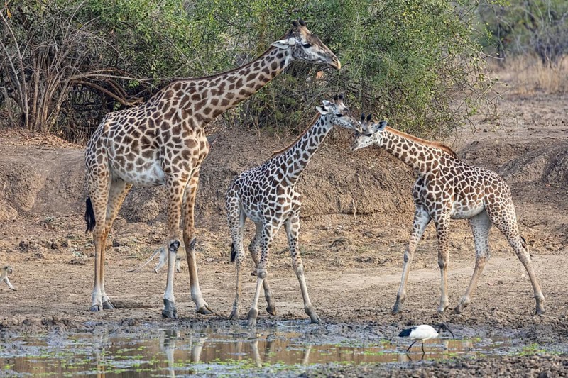 Thornicroft giraffe (Giraffa camelopardalis thornicrofti) lungwa river valley Zamia August