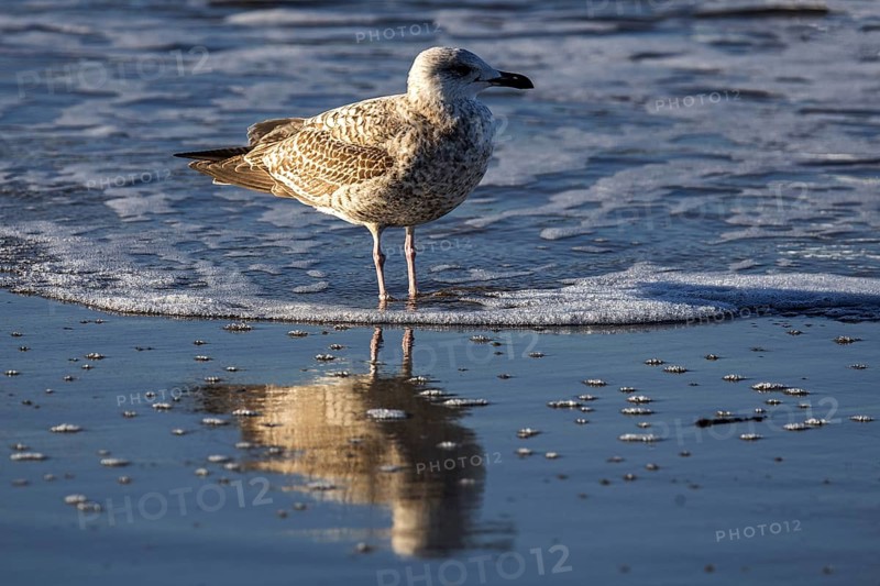 Herring gull (Larus argentatus), on the beach, reflected in the water, Fischland-Darß-Zingst, Baltic Sea, Mecklenburg-Western Pomerania, Germany