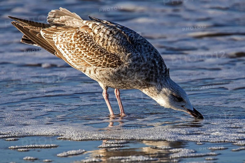 Herring gull (Larus argentatus), on the beach, drinking in the sea, Fischland-Darß-Zingst, Baltic Sea, Mecklenburg-Western Pomerania, Germany