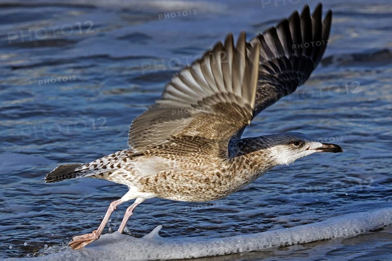 Herring gull (Larus argentatus), on the beach, flying off, Fischland-Darß-Zingst, Baltic Sea, Mecklenburg-Western Pomerania, Germany