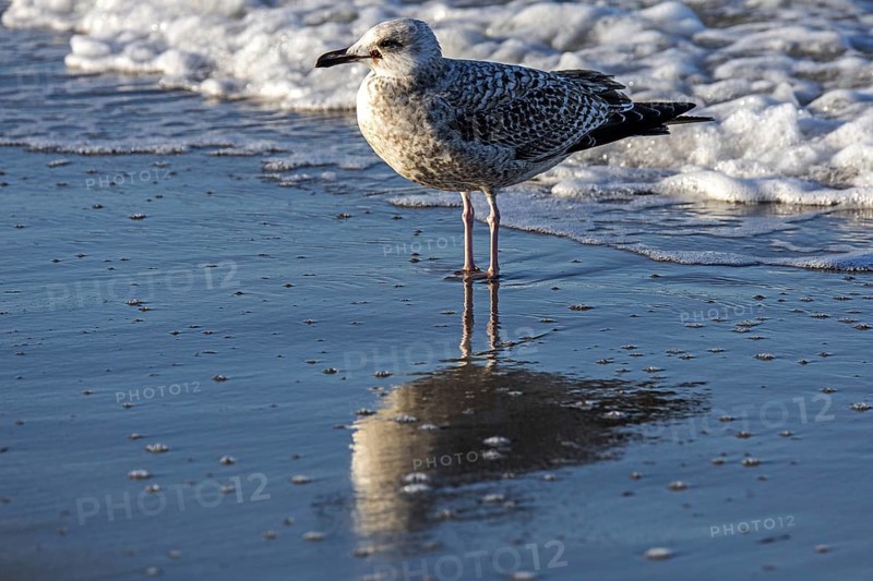 Herring gull (Larus argentatus), on the beach, reflected in the water, Fischland-Darß-Zingst, Baltic Sea, Mecklenburg-Western Pomerania, Germany