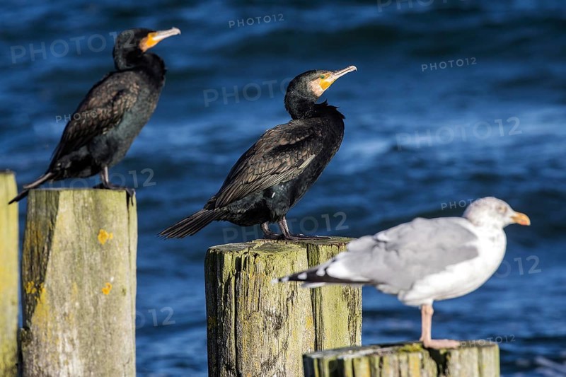 Cormorants (Phalacrocorax carbo) and gulls (Larinae) sitting on groynes, Fischland-Darß-Zingst, Baltic Sea, Mecklenburg-Western Pomerania, Germany