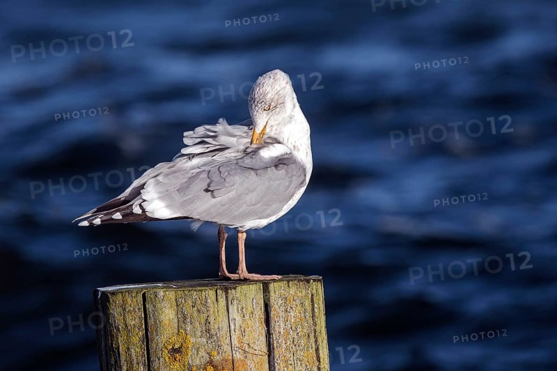 Seagull (Larinae) sitting on a groyne, Fischland-Darß-Zingst, Baltic Sea, Mecklenburg-Western Pomerania, Germany