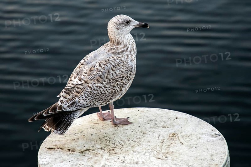 Herring Gull (Larus argentatus), sitting on a groyne, Fischland-Darß-Zingst, Baltic Sea, Mecklenburg-Western Pomerania, Germany