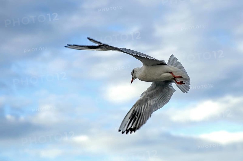 Gull (Larinae) flying with outstretched wings, Fischland-Darß-Zingst, Baltic Sea, Mecklenburg-Western Pomerania, Germany