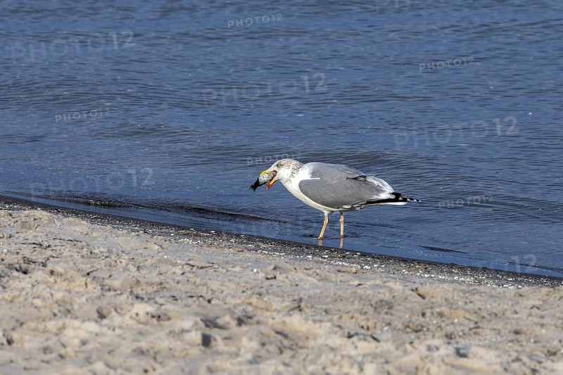 Seagull (Larinae) on the beach, eating a fish, Fischland-Darß-Zingst, Baltic Sea, Mecklenburg-Western Pomerania, Germany
