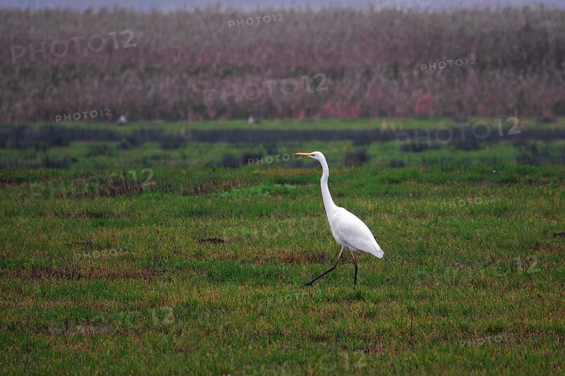 Great White Egret (Ardea alba) in a field, near Zingst, Fischland-Darß-Zingst, Western Pomerania Lagoon National Park, Mecklenburg-Western Pomerania, Germany