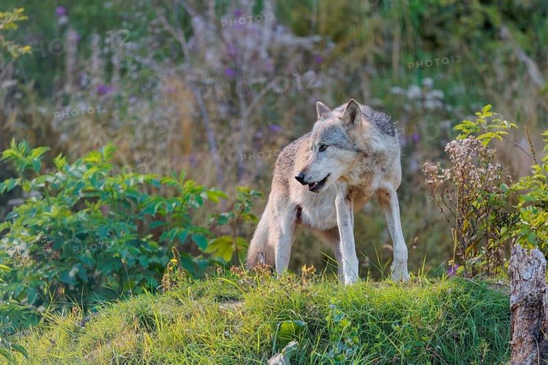 A timber wolf (Canis lupus lycaon) stands on a sunny day on its lookout in a clearing. NE USA