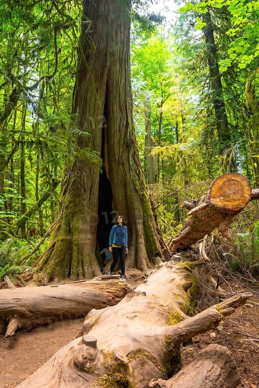 Tourist standing on fallen log admiring giant hollow redwood tree in lush green forest, showcasing nature's power and resilience in cathedral grove, vancouver island, british columbia, canada