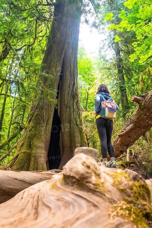 Female hiker admiring a giant, hollowed out cedar tree while standing on a fallen log in the lush rainforest of cathedral grove on vancouver island during summer