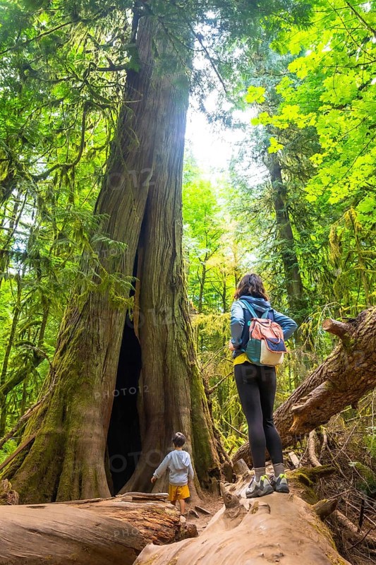 Tourists admiring the breathtaking view of giant trees in cathedral grove, a renowned natural attraction on vancouver island, british columbia, canada