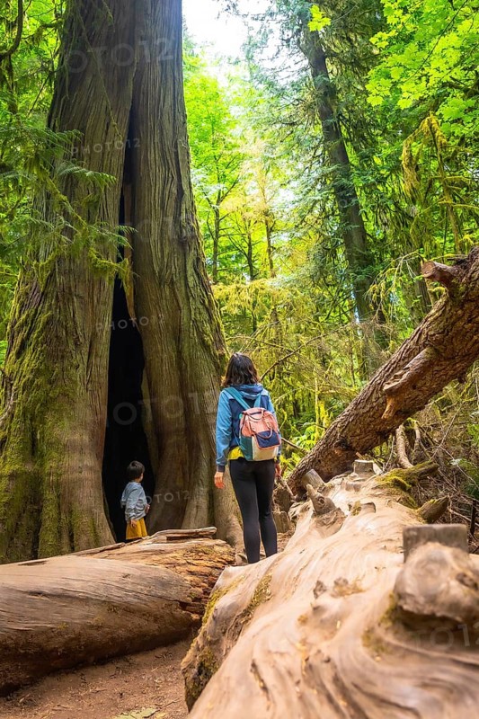 Mother and child exploring a giant hollow redwood tree in cathedral grove forest on vancouver island, british columbia, enjoying the tranquility and beauty of nature during summer