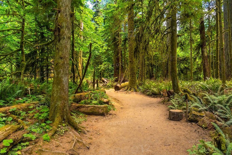 Sunlight filtering through towering trees illuminates a tranquil hiking trail winding through the lush undergrowth of cathedral grove on vancouver island