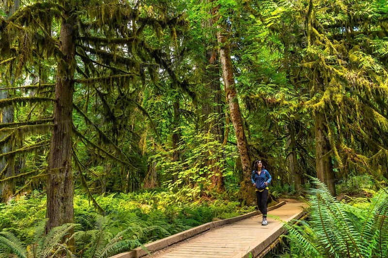 Female tourist hiking along a wooden footpath surrounded by towering moss covered trees and ferns in the serene cathedral grove forest on vancouver island