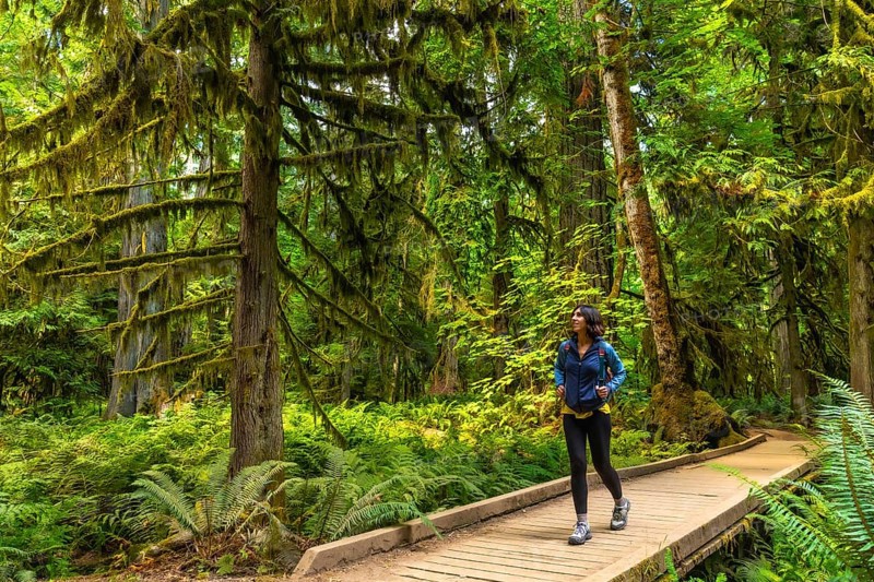 Female hiker enjoying a walk on a wooden path through the beautiful, moss covered trees of cathedral grove forest on vancouver island, british columbia, canada, during summer