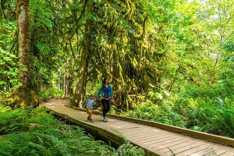 Mother and son enjoying a leisurely stroll on a wooden boardwalk amid the lush greenery of a temperate rainforest in cathedral grove, macmillan provincial park