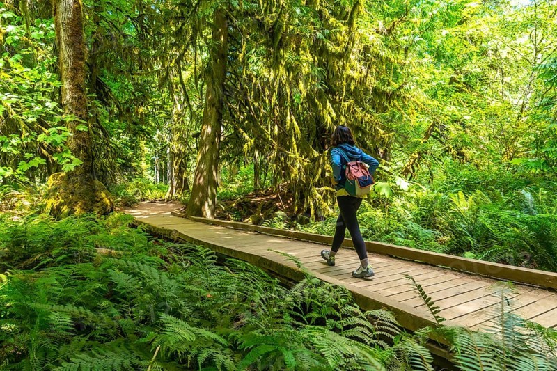 Female tourist walking along a wooden path in the lush rainforest of macmillan provincial park, immersing in the tranquility of cathedral grove on vancouver island