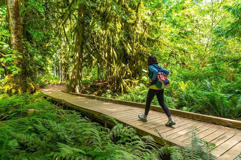 Female tourist walking along a wooden footbridge in the lush rainforest of cathedral grove, macmillan provincial park, enjoying the summer tranquility of vancouver island
