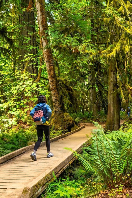 Female hiker walking along a wooden path through lush ferns and moss covered trees in the serene old growth forest of cathedral grove, macmillan provincial park