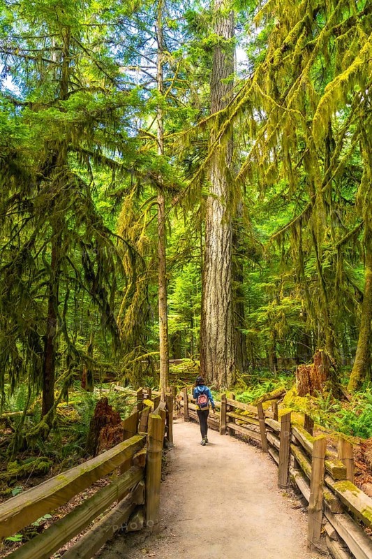 Female hiker with a backpack walking peacefully along a wooden trail surrounded by towering trees and lush moss in cathedral grove, macmillan provincial park, vancouver island