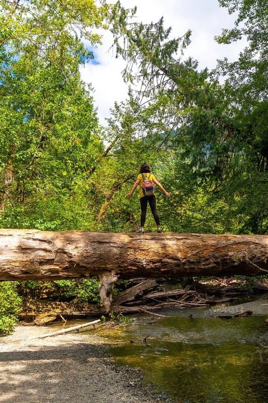 Female hiker with backpack standing on large fallen log spanning creek in lush green cathedral grove forest on vancouver island, british columbia, enjoying the tranquility of nature during summer