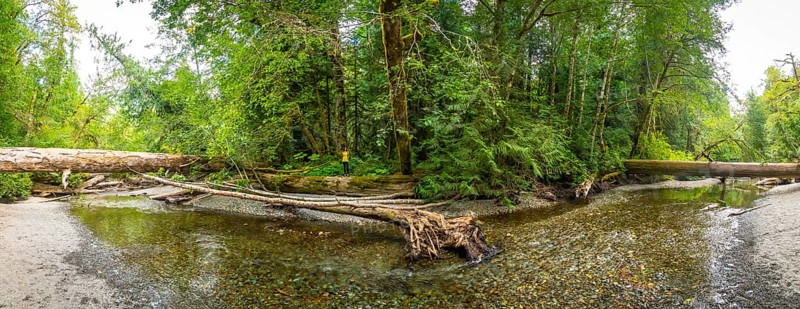 Panoramic view of a pristine river flowing through the vibrant cathedral grove forest on vancouver island, british columbia, capturing nature's tranquility on a sunny summer day