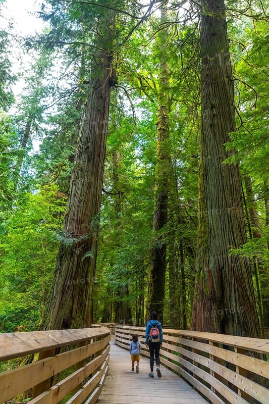 Mother and child walking on wooden elevated path, enjoying majestic ancient trees in lush green cathedral grove forest on vancouver island, british columbia, canada, during summer