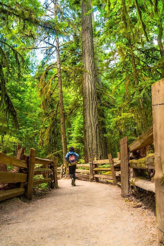 Tourist with a backpack walking along a gravel path through the lush green rainforest of cathedral grove in macmillan provincial park on vancouver island