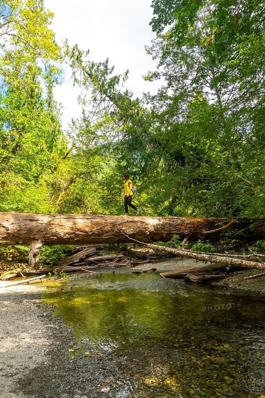 Female hiker walking on a fallen tree trunk acting as a natural bridge over a small river in a lush green forest, enjoying the tranquility of nature