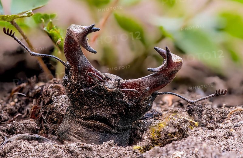 Stag beetle (Lucanus cervus), adult imago hatching from the ground, vegetable garden, Damme, Lower Saxony