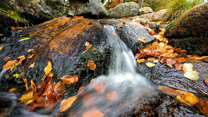 The Bode flows over stones covered with autumn leaves, Bodetal, Harz National Park, Saxony-Anhalt, Germany
