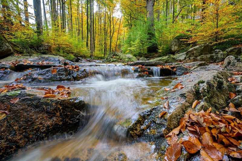 An Ilse waterfall in an autumnal forest full of bright leaves, Ilsetal, Harz National Park, Ilsenburg, Saxony-Anhalt, Germany