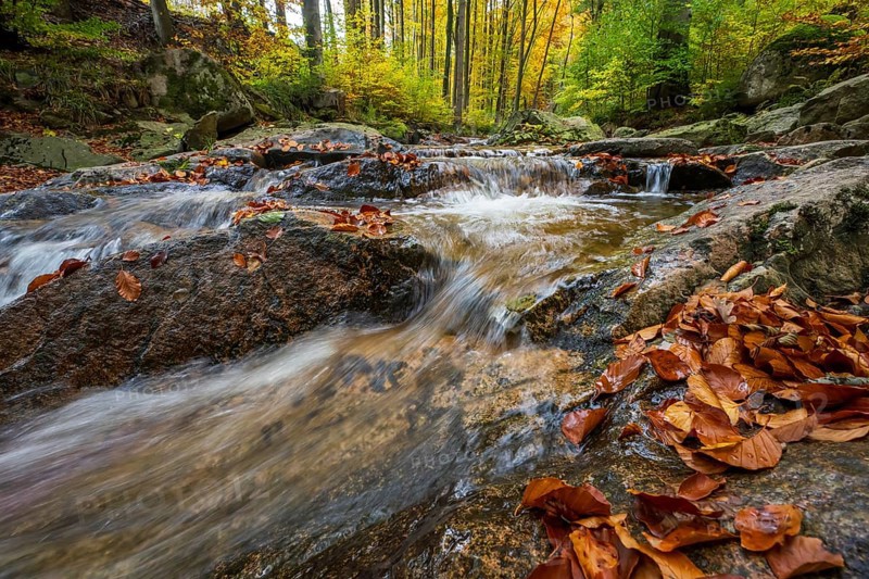 The river Ilse in the Harz National Park flows over rocks in autumn forest, Ilsetal, Harz National Park, Ilsenburg, Saxony-Anhalt, Germany