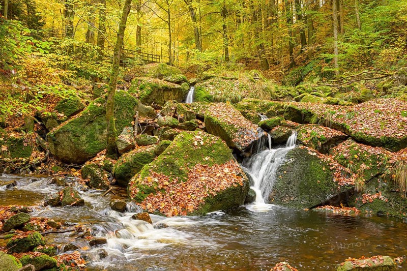 A small waterfall of the Ilse flows over moss-covered rocks in a glowing autumnal forest, Ilsetal, Harz National Park, Ilsenburg, Saxony-Anhalt, Germany
