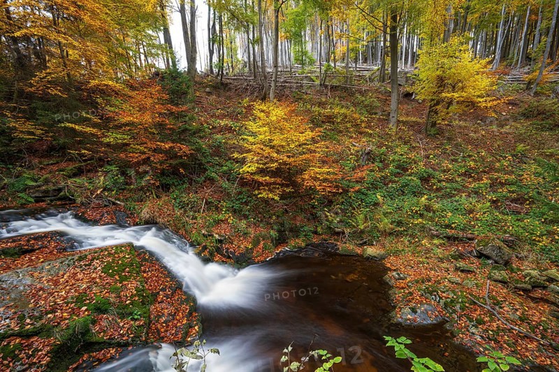 A forest with a bubbling Ilse waterfall surrounded by colorful autumn leaves, Ilsetal, Harz National Park, Ilsenburg, Saxony-Anhalt, Germany