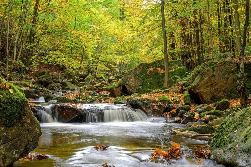 The river Ilse flows through an autumn forest surrounded by moss and colorful foliage, Ilse Valley, Harz National Park, Ilsenburg, Saxony-Anhalt, Germany