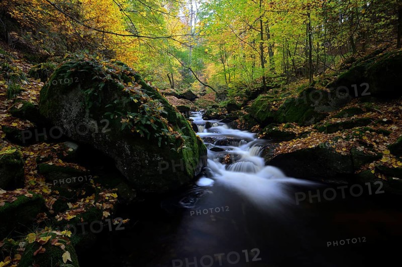The river Ilse flows through an autumnal forest, surrounded by colorful trees, large rocks, boulders and moss, Ilsetal, Harz National Park, Ilsenburg, Saxony-Anhalt, Germany