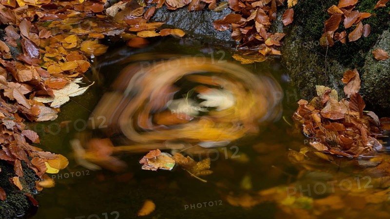Autumn leaves floating in a whirlpool on an Ilse forest stream, warm colors and calming atmosphere, Ilse Valley, Harz National Park, Ilsenburg, Saxony-Anhalt, Germany