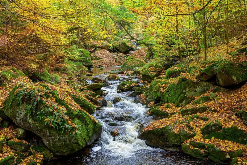 A flowing stream the Ilse snakes through an autumnal forest surrounded by moss-covered rocks, Ilse Valley, Harz National Park, Ilsenburg, Saxony-Anhalt, Germany