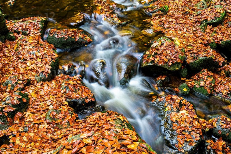 The river Ilse flows over rocks, covered with bright autumn leaves in the dense forest, Ilsetal, Harz National Park, Ilsenburg, Saxony-Anhalt, Germany