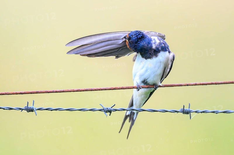 Barn Swallow (Hirundo rustica), plumage care on barbed wire, Barn Swallow (Hirundo rustica), Dümmerniederung, Diepholzer Moorniederung, Lower Saxony, Germany
