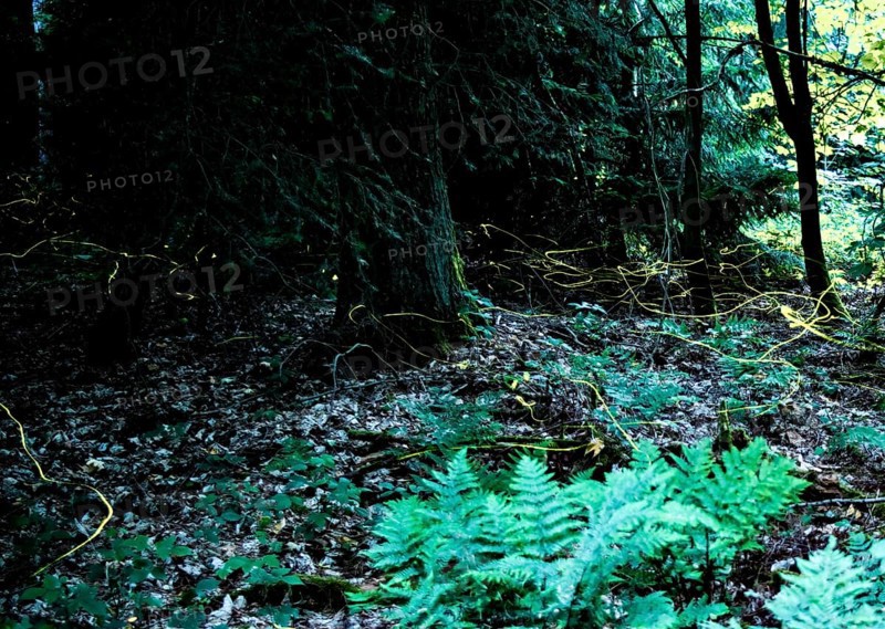 False firefly (Lamprohiza splendidula) Firefly, flying in search of mate, long exposure, stitched from several individual images, Lower Saxony, Meller Berge, Wiehengebirge