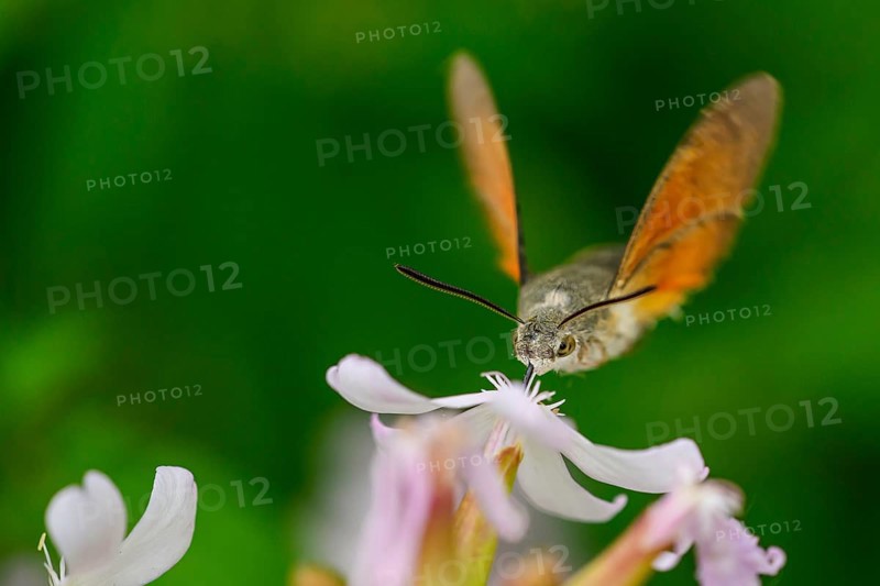 A dove tail (Macroglossum stellatarum) flies near pink flowers of soapwort (Saponaria officinalis) in a lively and spring-like environment, Dümmerniederung, Diepholzer Moorniederung, Lower Saxony, Germany