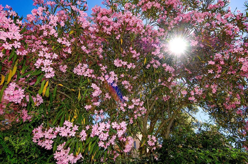 Backlit photograph Sun shining through a bush of oleander (Nerium oleander) Oleander bush in full bloom with pink flowers, Italy
