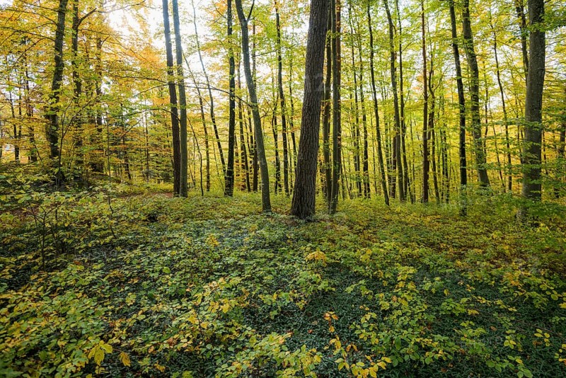 Autumn deciduous forest, Taubergießen Nature Reserve, Kappel-Grafenhausen, Ortenau, Baden-Württemberg, Germany