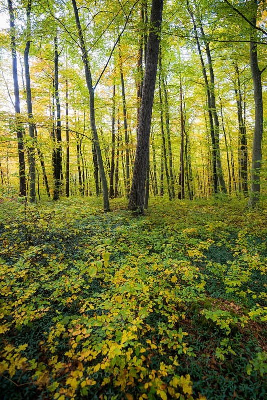 Autumn deciduous forest, Taubergießen Nature Reserve, Kappel-Grafenhausen, Ortenau, Baden-Württemberg, Germany