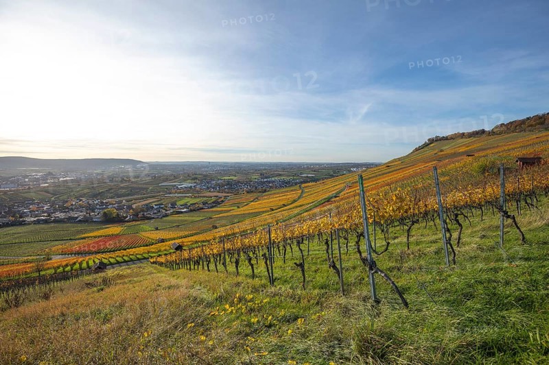 The vineyards in the Remstal near Kleinheppach in the Rems-Murr district are bright in autumn. Vines and slopes shimmer in intense shades of red, yellow and orange and look particularly colorful and lively. At sunset, the vineyards are illuminated by warm, low-standing sunlight, which bathes the landscape in an atmospheric, golden atmosphere. The rolling hills, soft light and autumn colors create a calm, impressive atmosphere