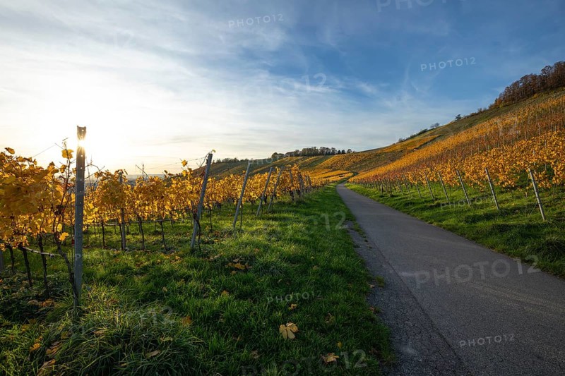The vineyards in the Remstal near Korb in the Rems-Murr district show all their colors in autumn. Vines and slopes glow in intense shades of red, yellow and orange and look particularly colorful and lively. At sunset, the vineyards are illuminated by warm, low-standing sunlight, which bathes the landscape in a golden, atmospheric atmosphere. The rolling hills, soft light and autumn colors create a calm, idyllic atmosphere